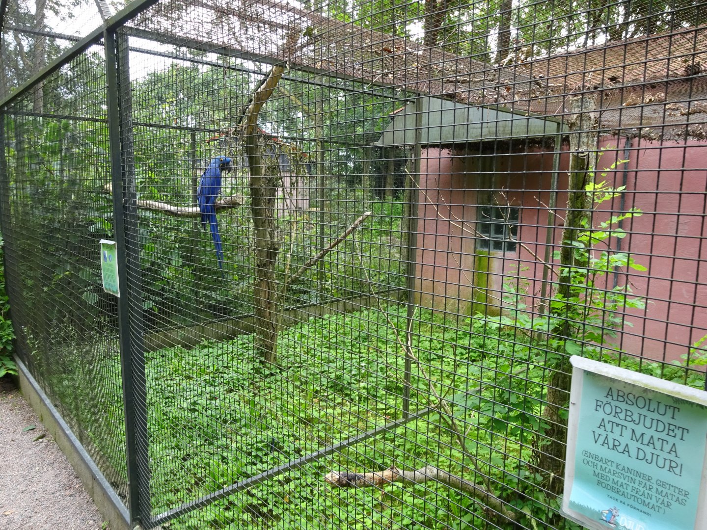 Helsingborg Djurpark - Parrot aviary #7
