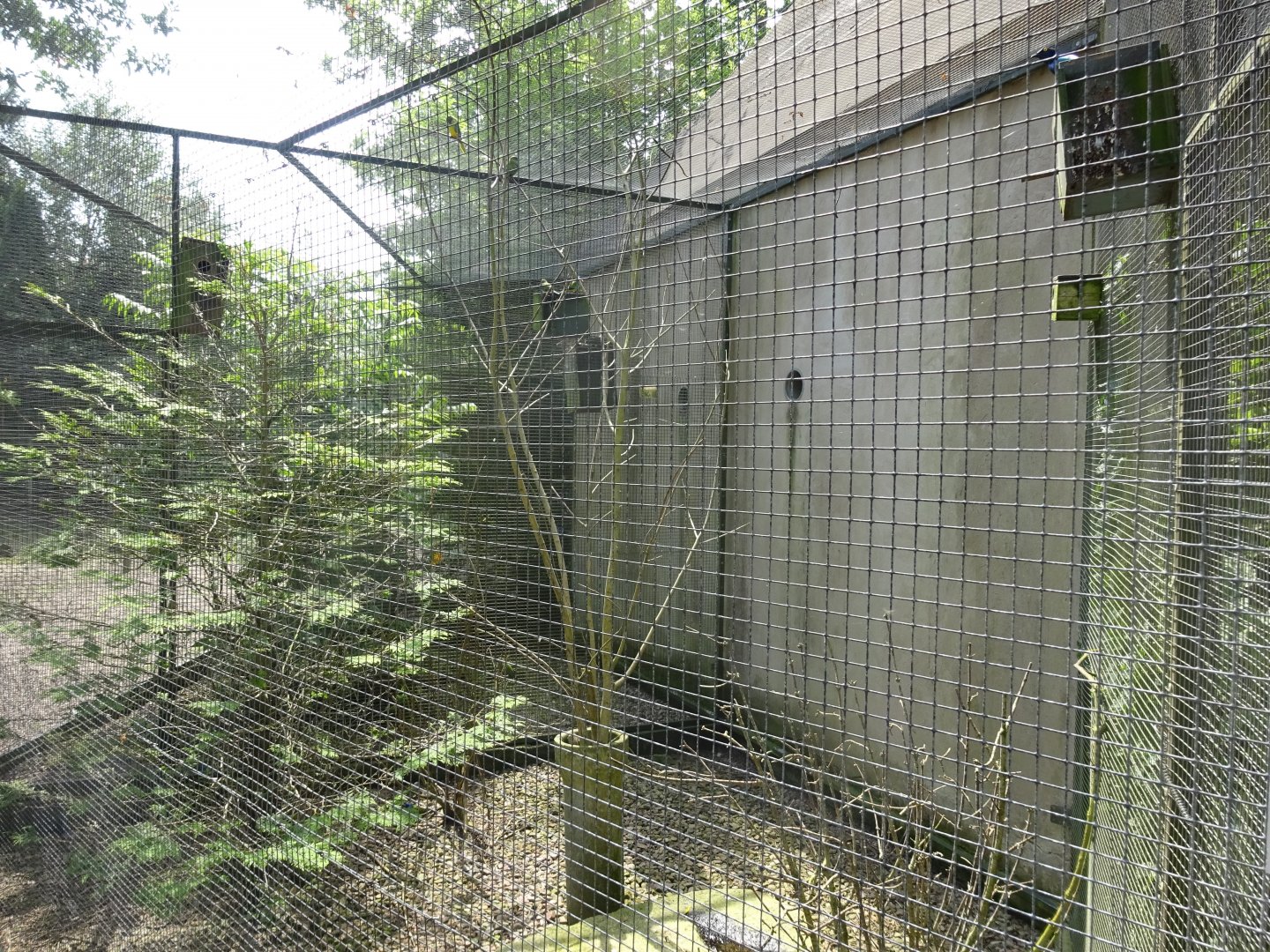 Helsingborg Djurpark - Parrot aviary #8