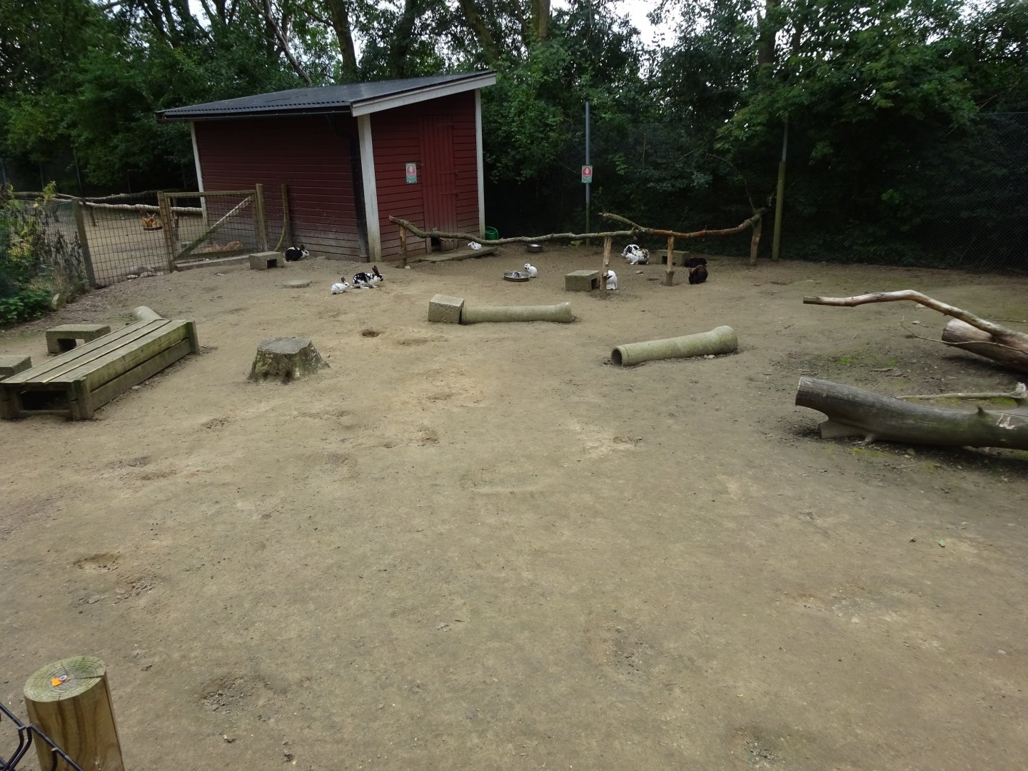 Helsingborg Djurpark - Petting zoo - Rabbit exhibit #2
