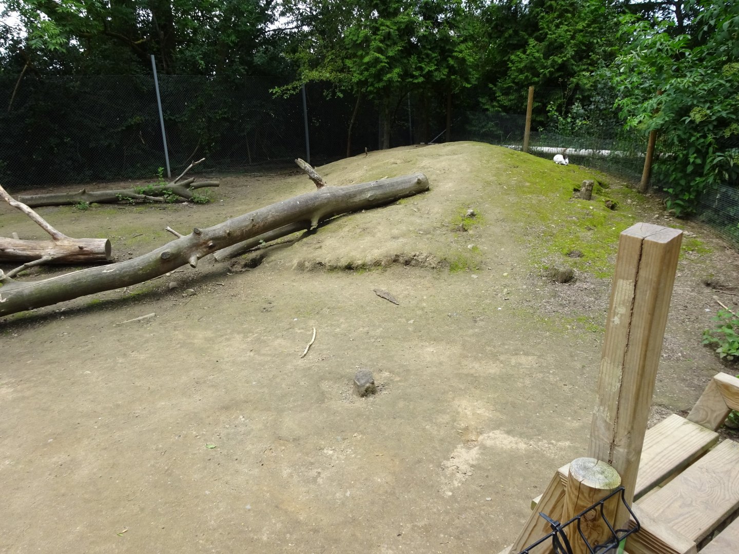 Helsingborg Djurpark - Petting zoo - Rabbit exhibit #2