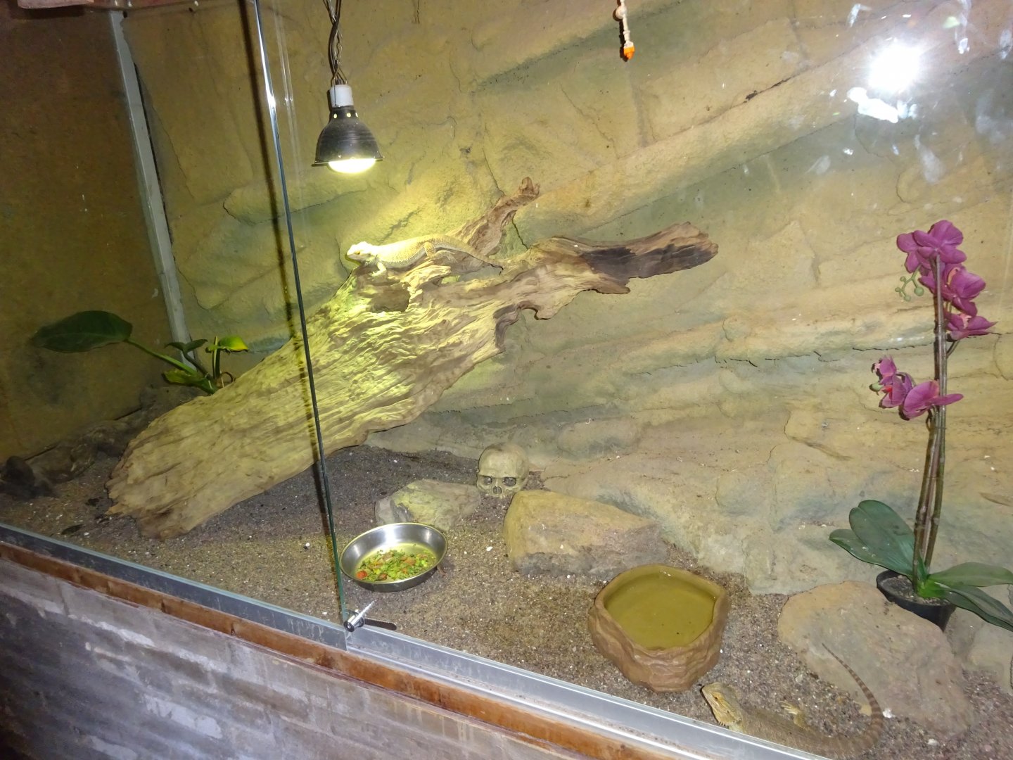 Helsingborg Djurpark - Reptile house - Bearded dragon exhibit