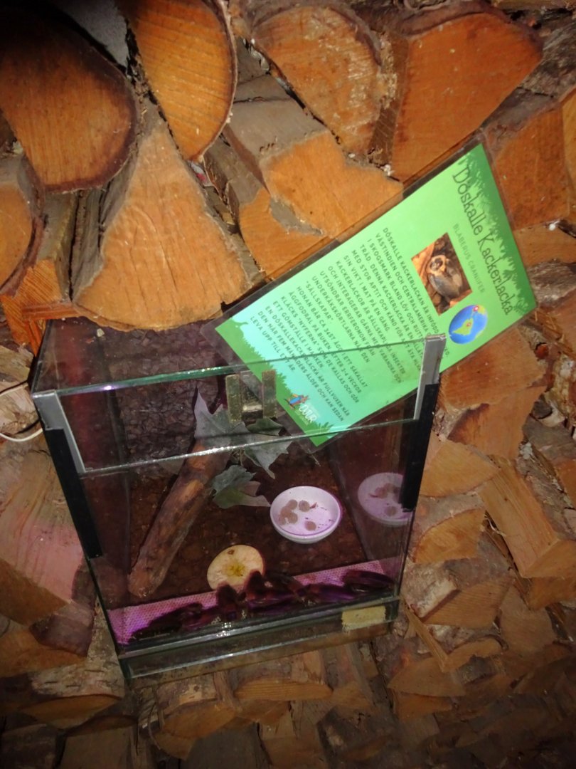 Helsingborg Djurpark - Reptile house - Cockroach exhibit