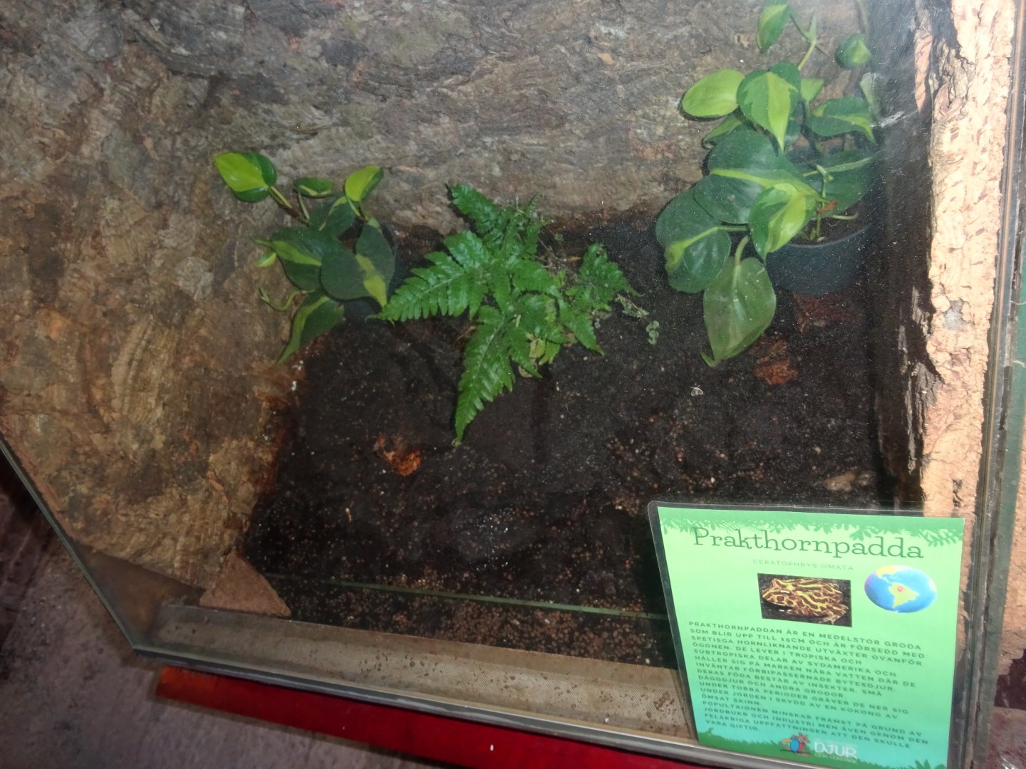 Helsingborg Djurpark - Reptile house - Horned frog exhibit