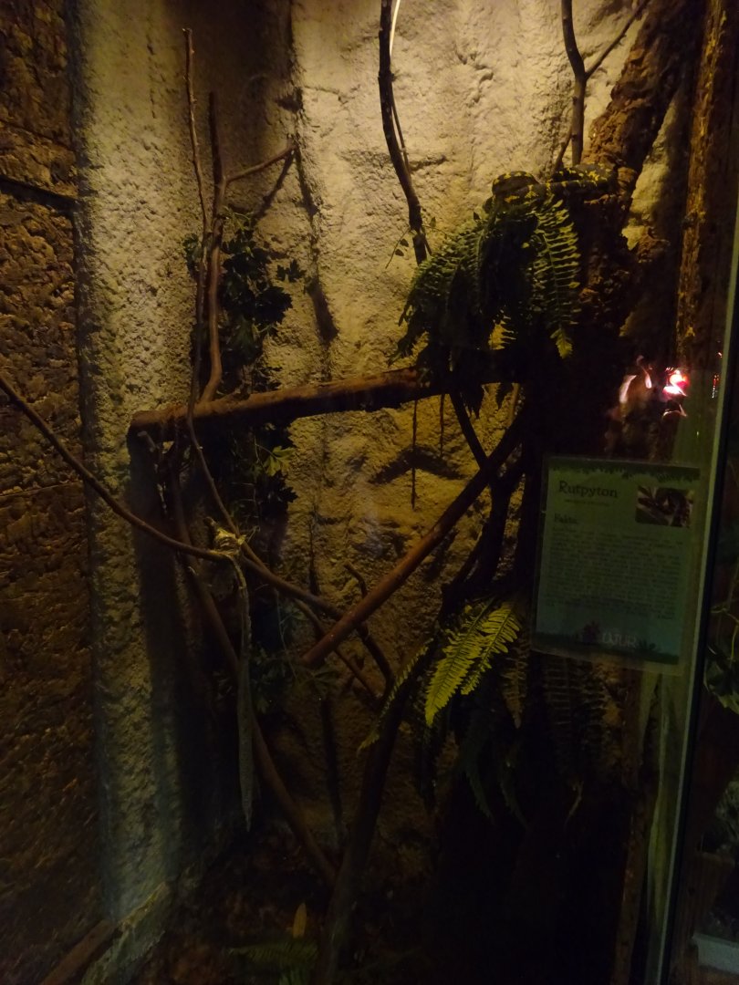 Helsingborg Djurpark - Reptile house - Python exhibit