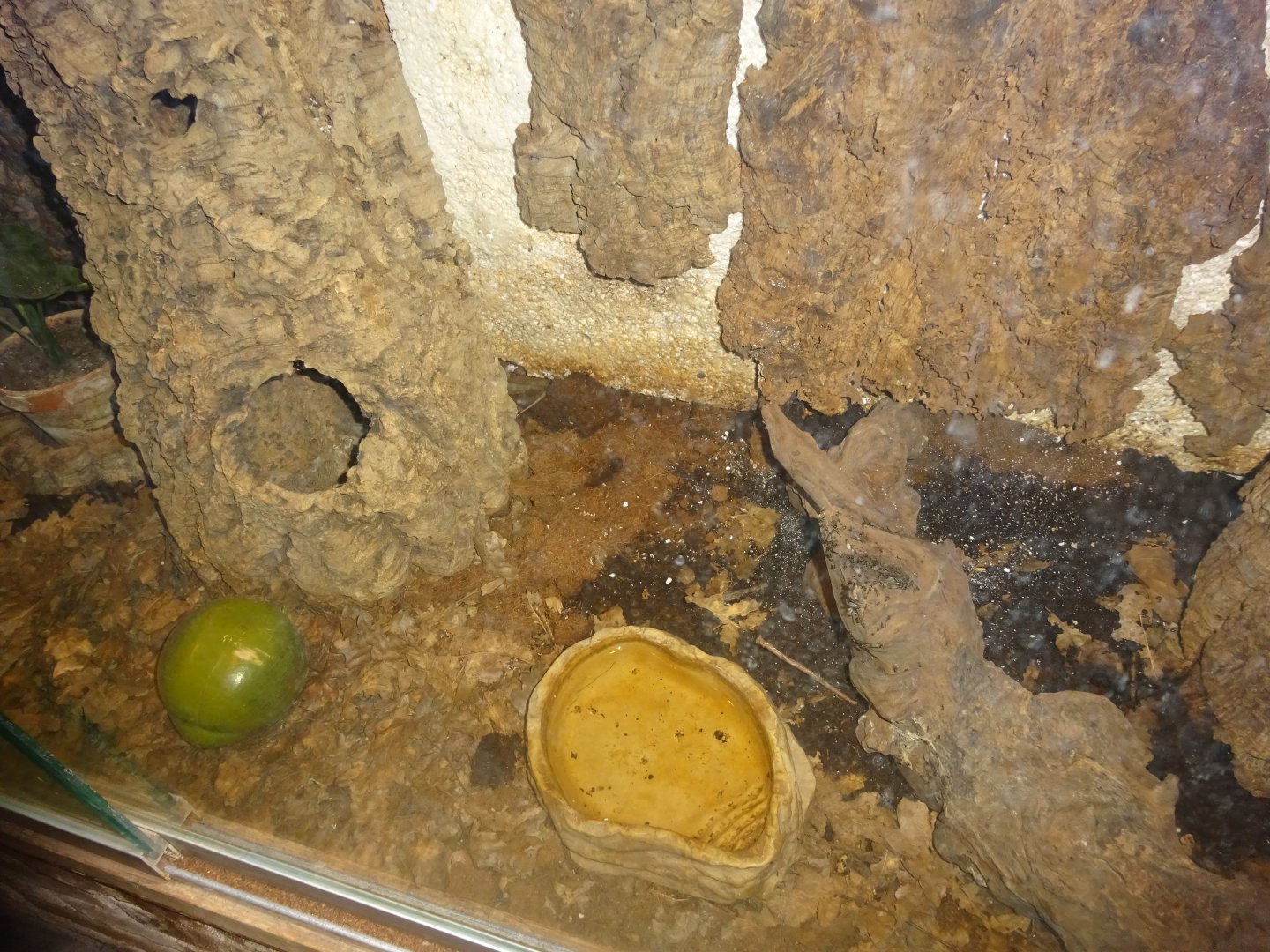 Helsingborg Djurpark - Reptile house - Skink exhibit