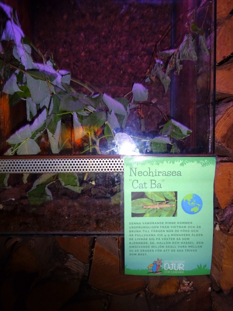 Helsingborg Djurpark - Reptile house - Stick insect exhibit #1