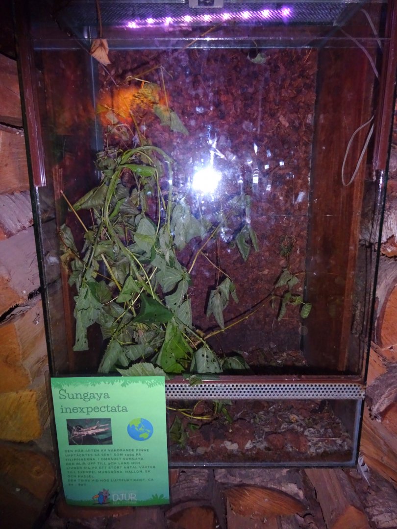 Helsingborg Djurpark - Reptile house - Stick insect exhibit #2