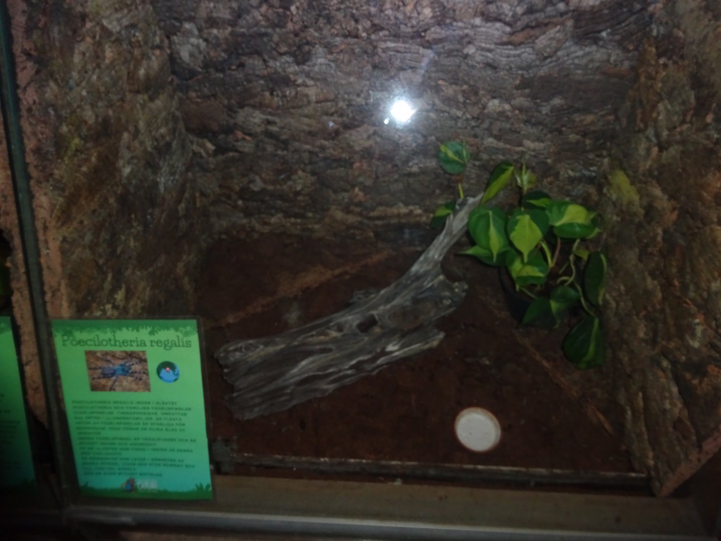 Helsingborg Djurpark - Reptile house - Tarantula exhibit