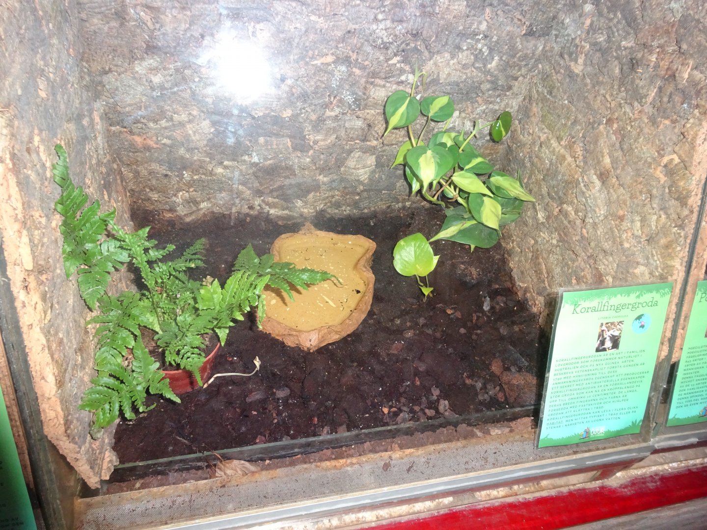 Helsingborg Djurpark - Reptile house - Tree frog exhibit