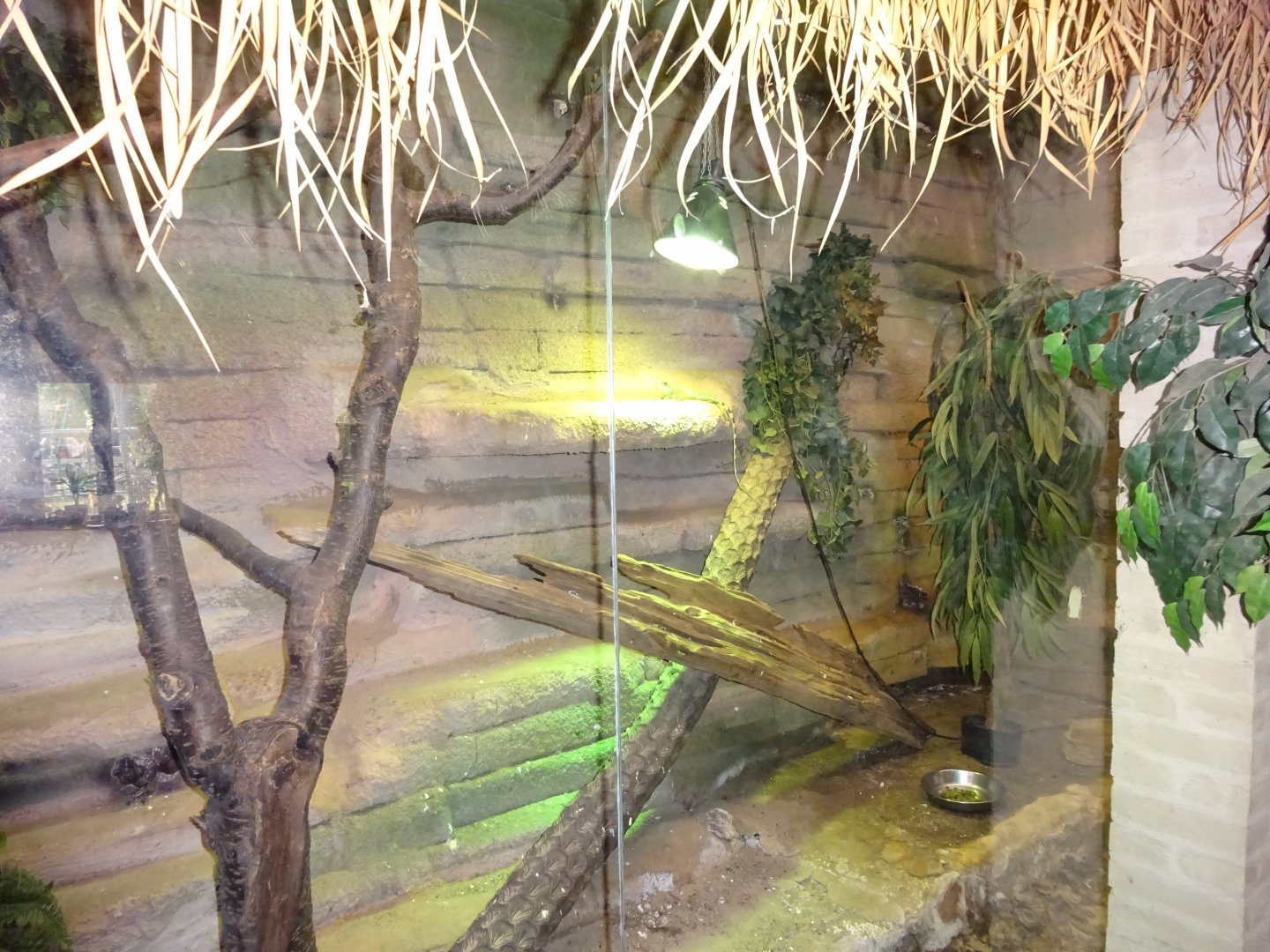 Helsingborg Djurpark - Reptile house - Water dragon exhibit