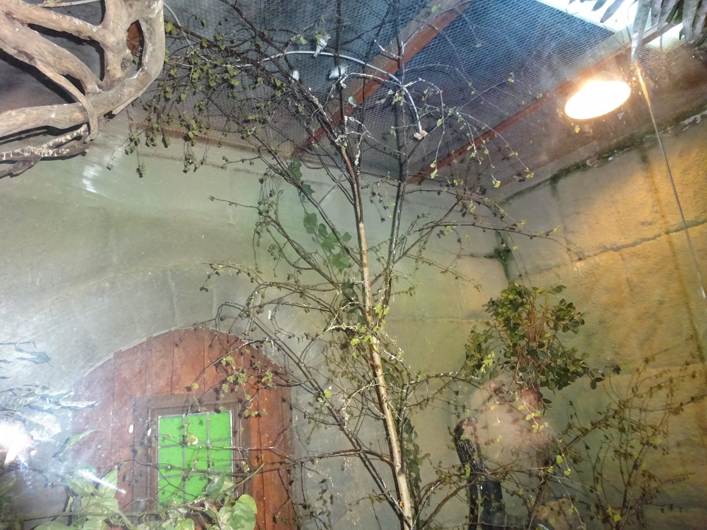 Helsingborg Djurpark - Reptile house - White-eye exhibit