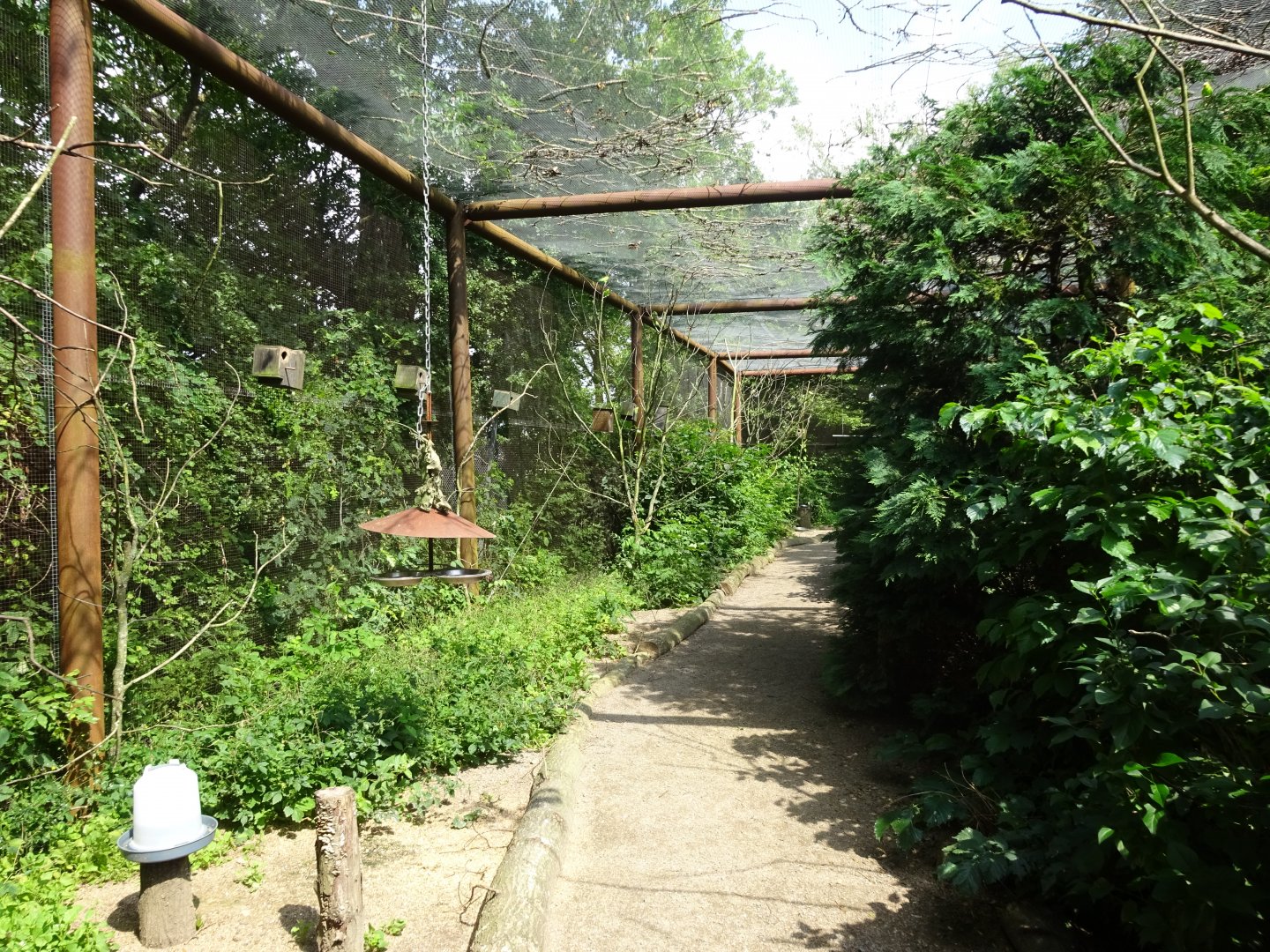 Helsingborg Djurpark - Walkthrough aviary (Budgies)