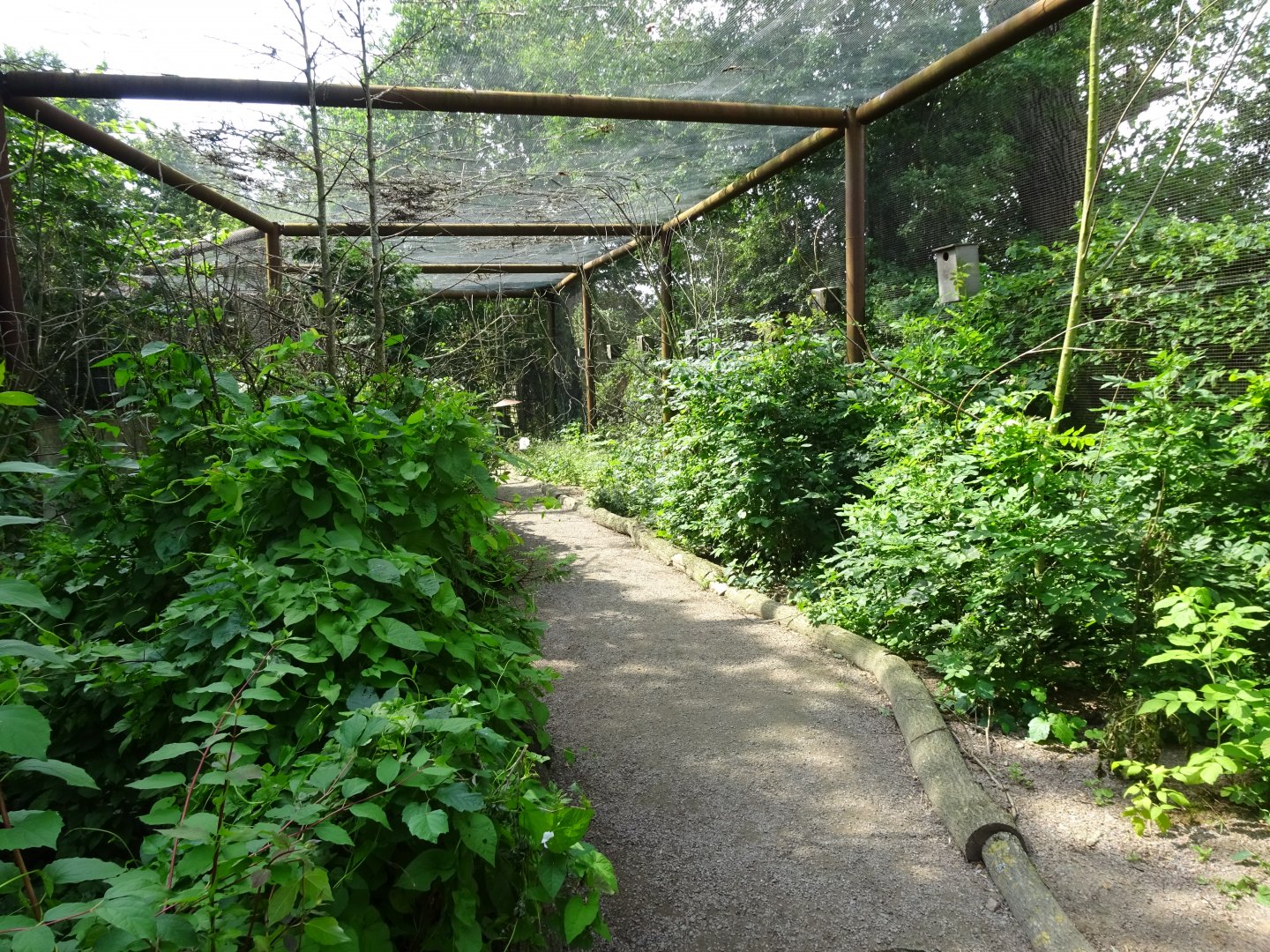 Helsingborg Djurpark - Walkthrough aviary (Budgies)