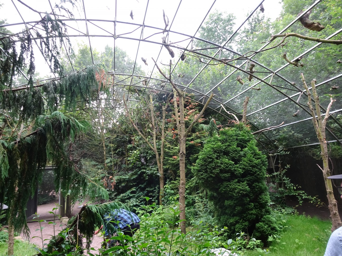 Helsingborg Djurpark - Walkthrough aviary (forest)