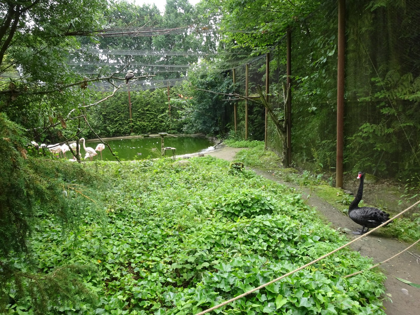Helsingborg Djurpark - Walkthrough aviary (wetlands)