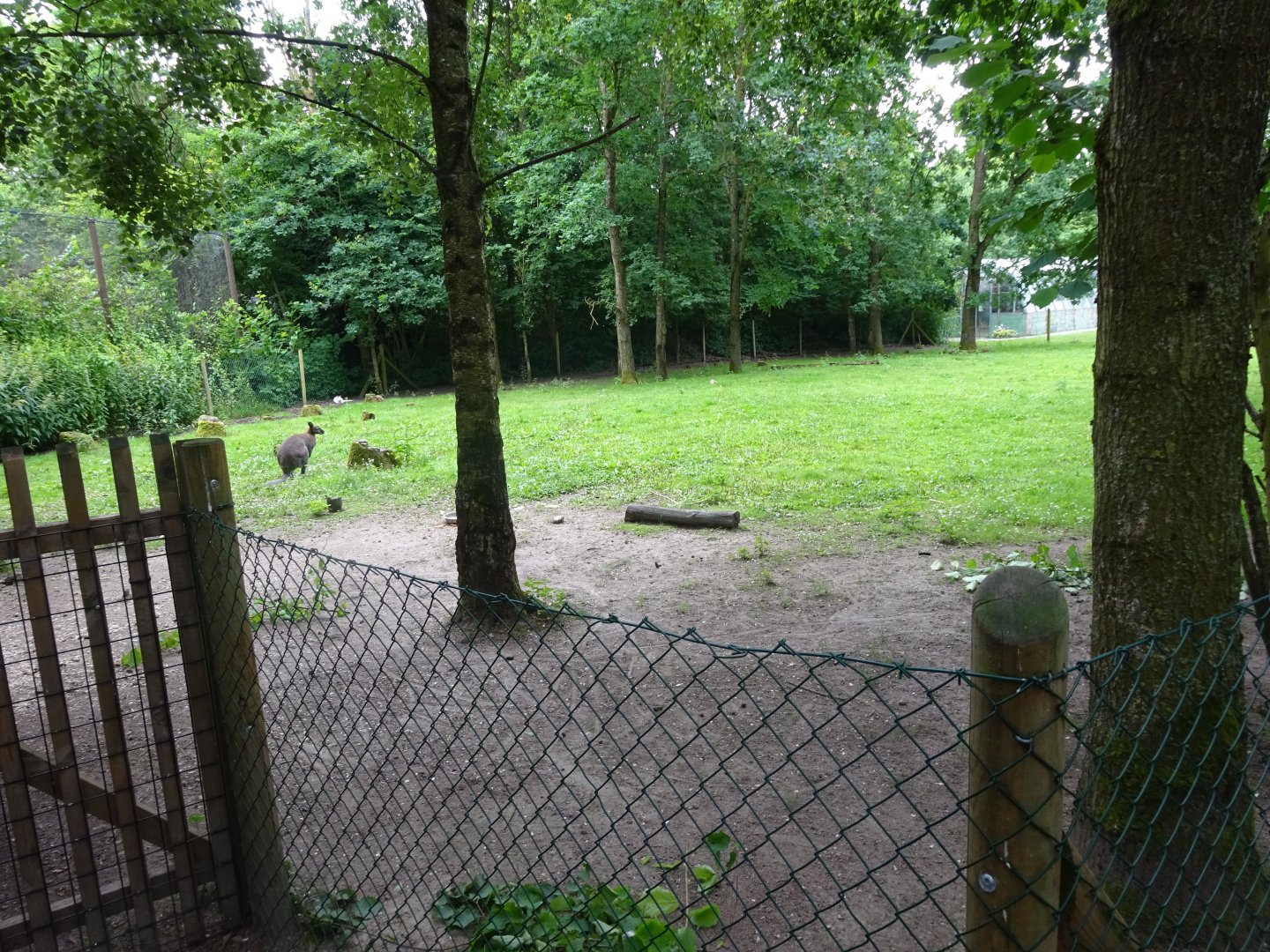Helsingborg Djurpark - Wallaby exhibit