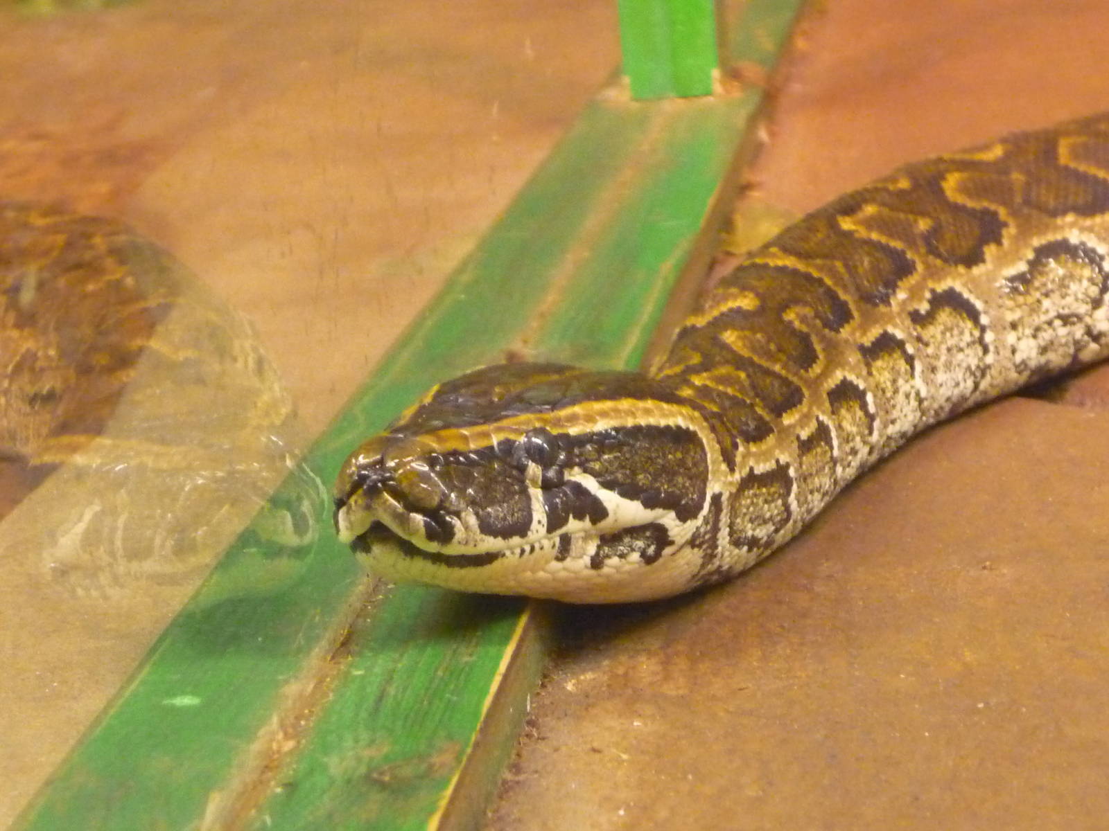 Helsinki Tropicario Reptile Zoo