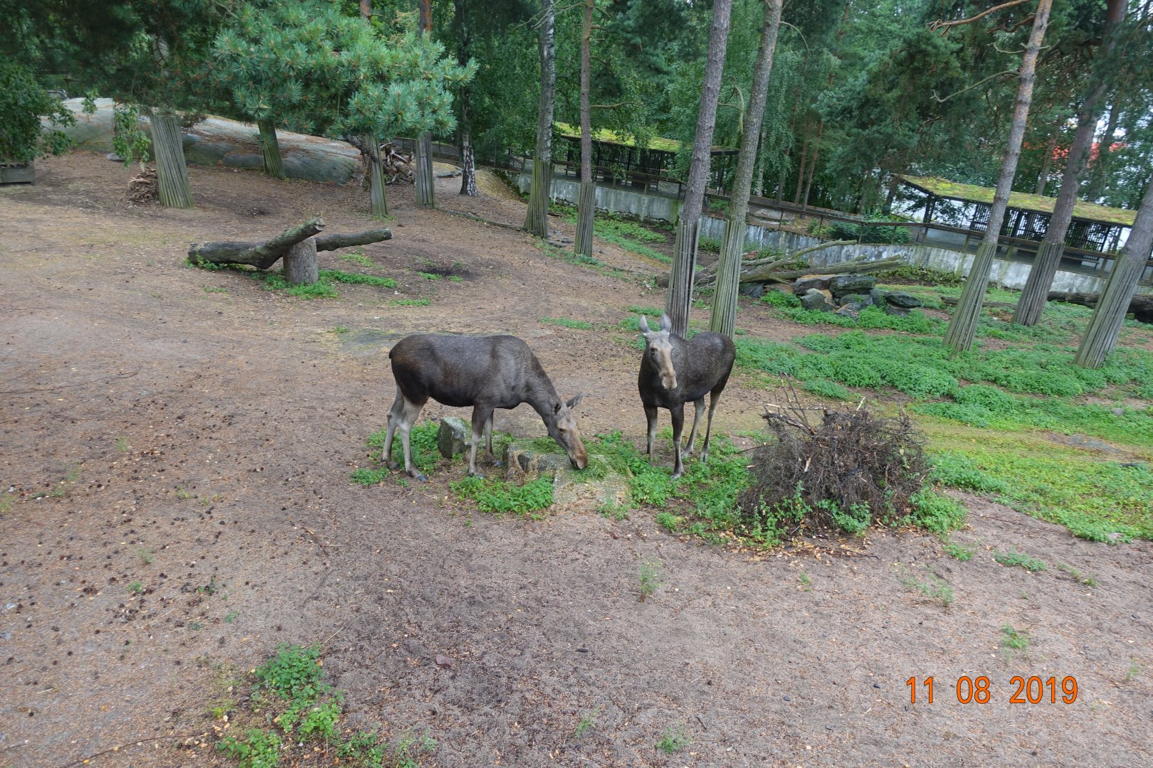 Helsinki Zoo 11.8.19