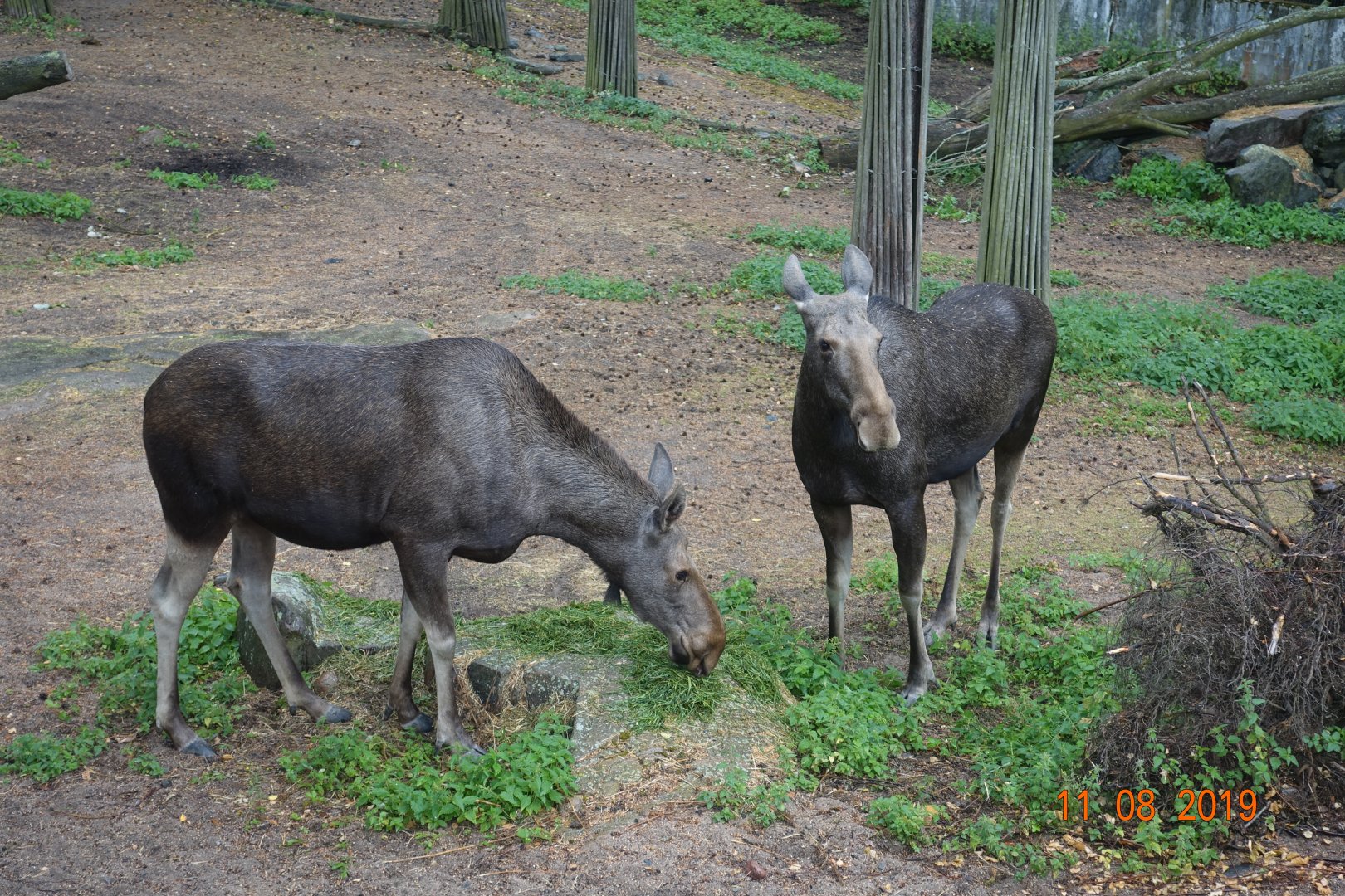 Helsinki Zoo 11.8.19