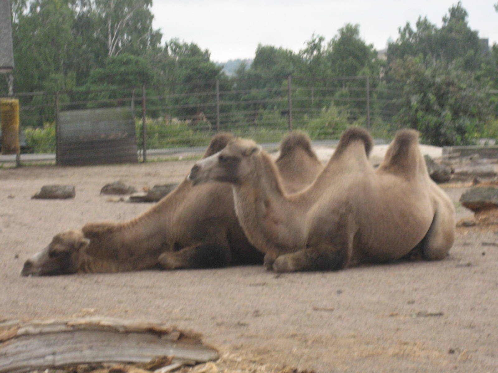 Helsinki Zoo - Bactrian camels