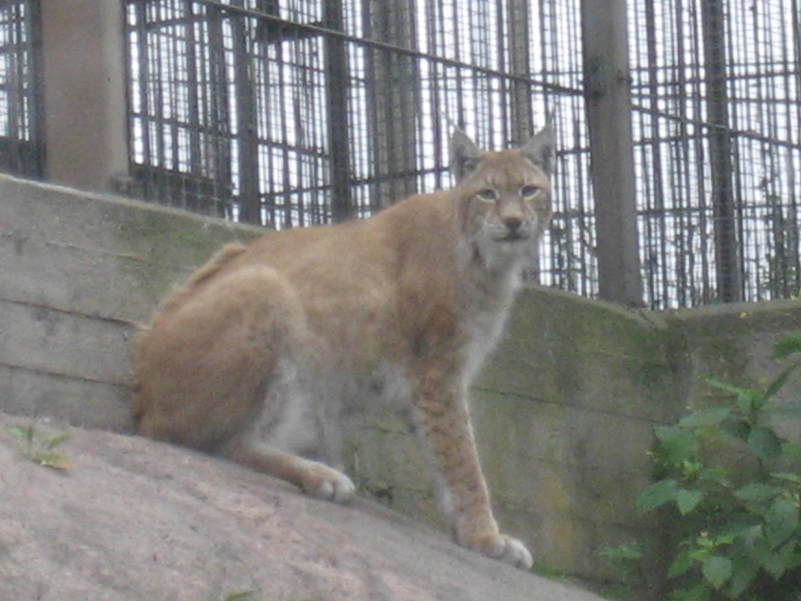 Helsinki Zoo - Eurasian lynx