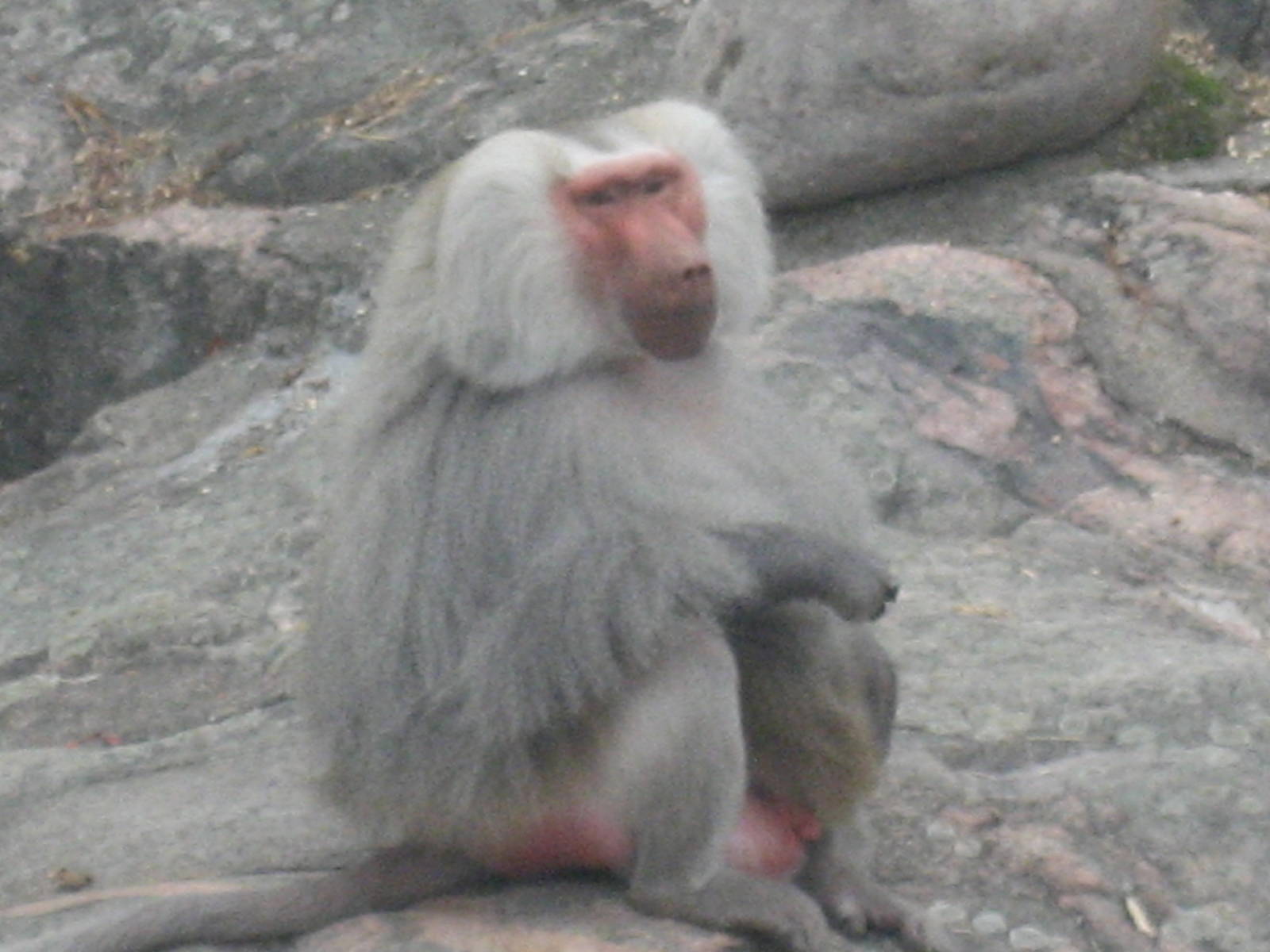 Helsinki Zoo - Hamadryas baboon