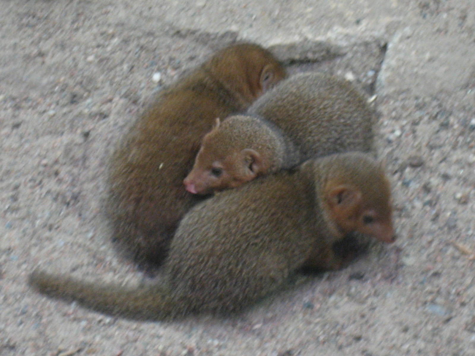 Helsinki Zoo - Pygmy mongooses