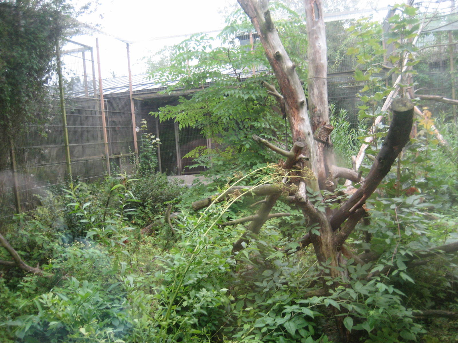 Helsinki Zoo - Red panda exhibit