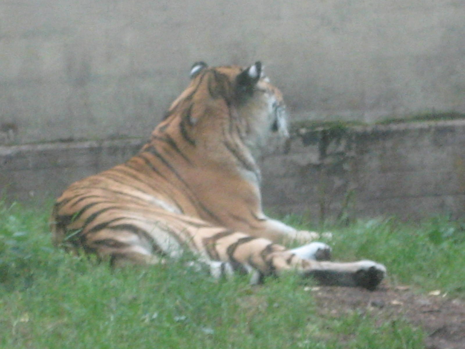 Helsinki Zoo - Siberian tiger