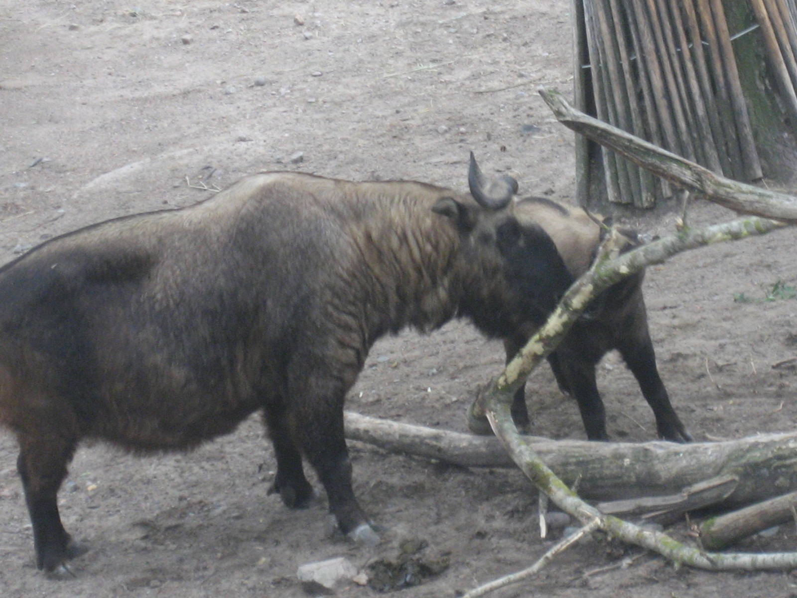 Helsinki Zoo - Takin