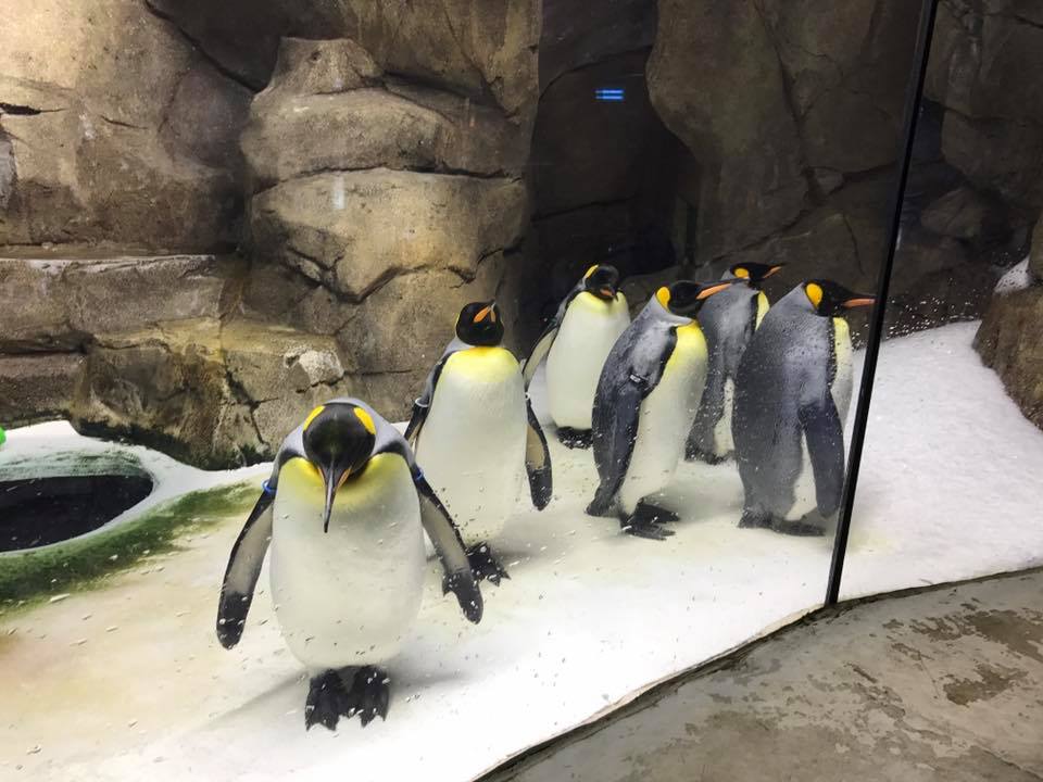 Helzburg Penguin Plaza