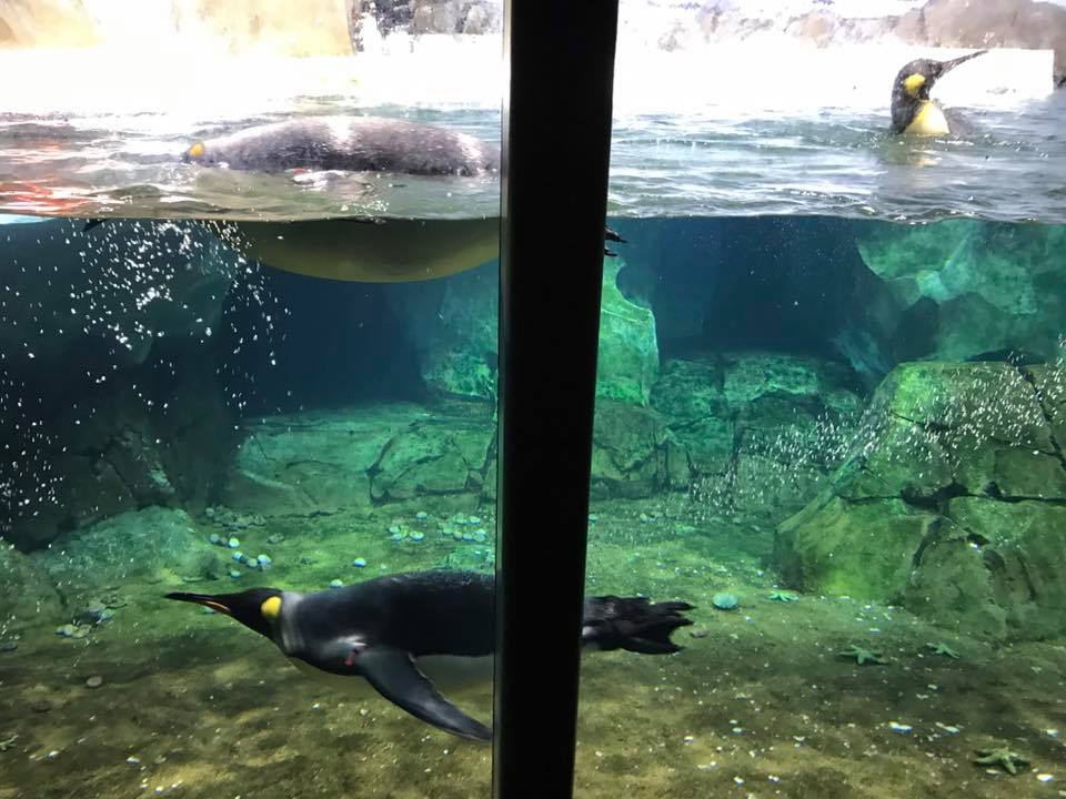 Helzburg Penguin Plaza