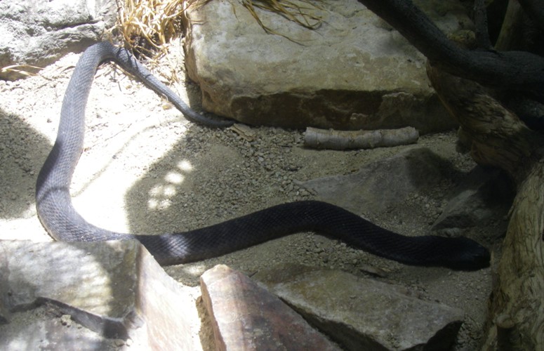 Hemachatus haemachatus