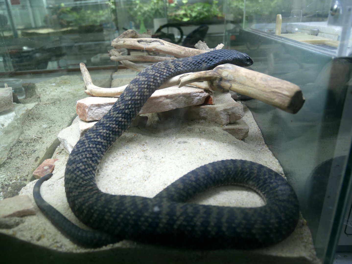 Hemachatus haemachatus