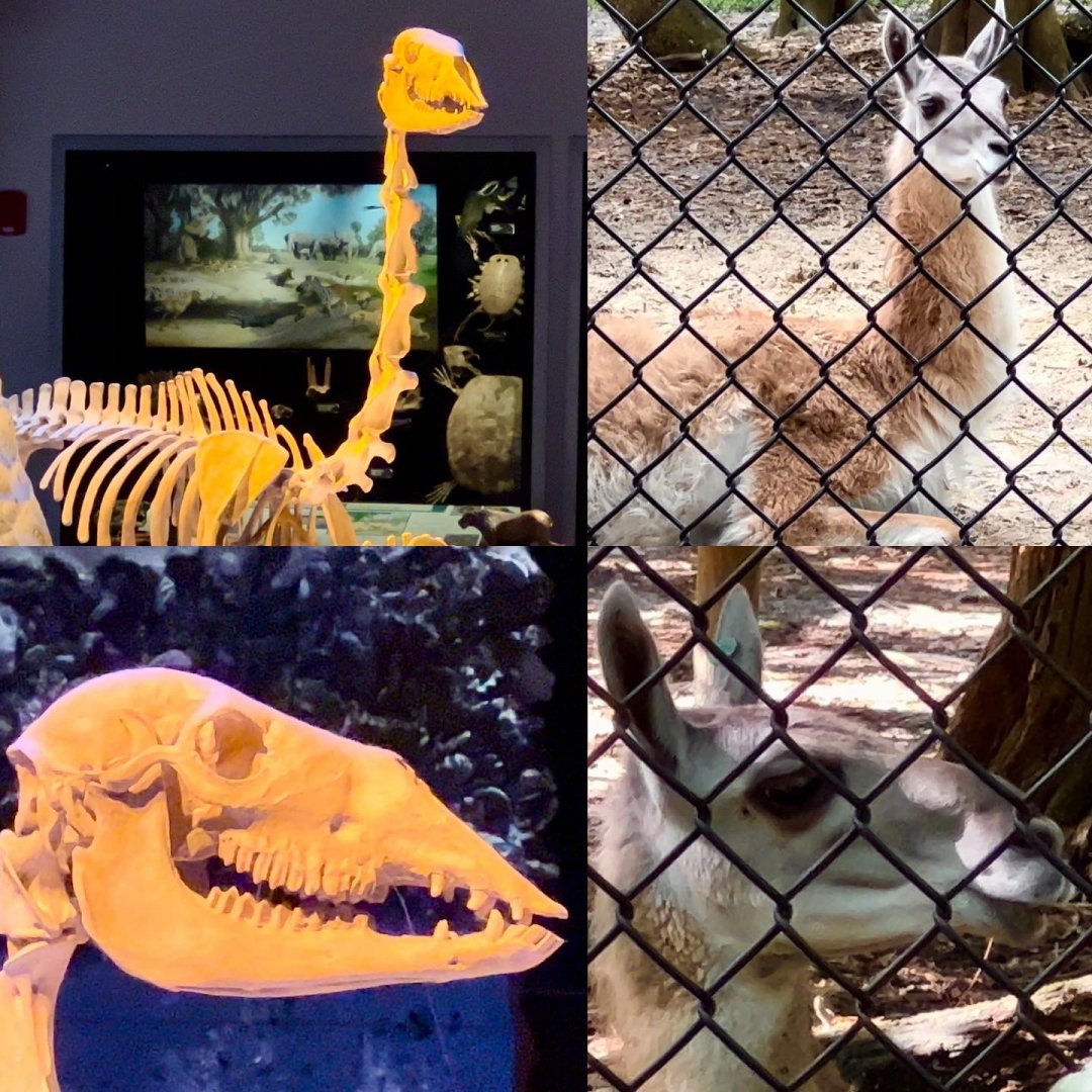 Hemiauchenia Lookalike Squirt