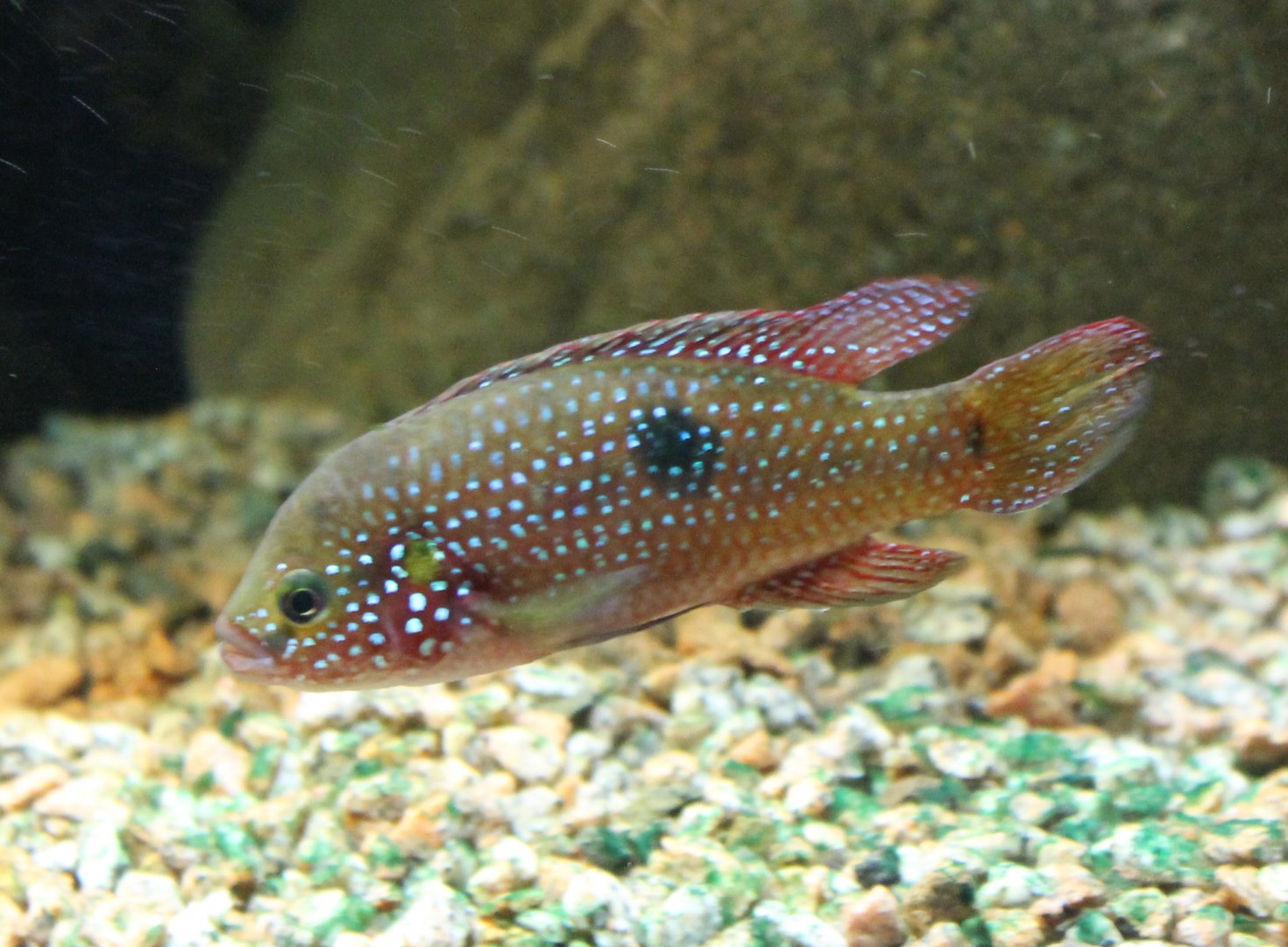Hemichromis bimaculatus