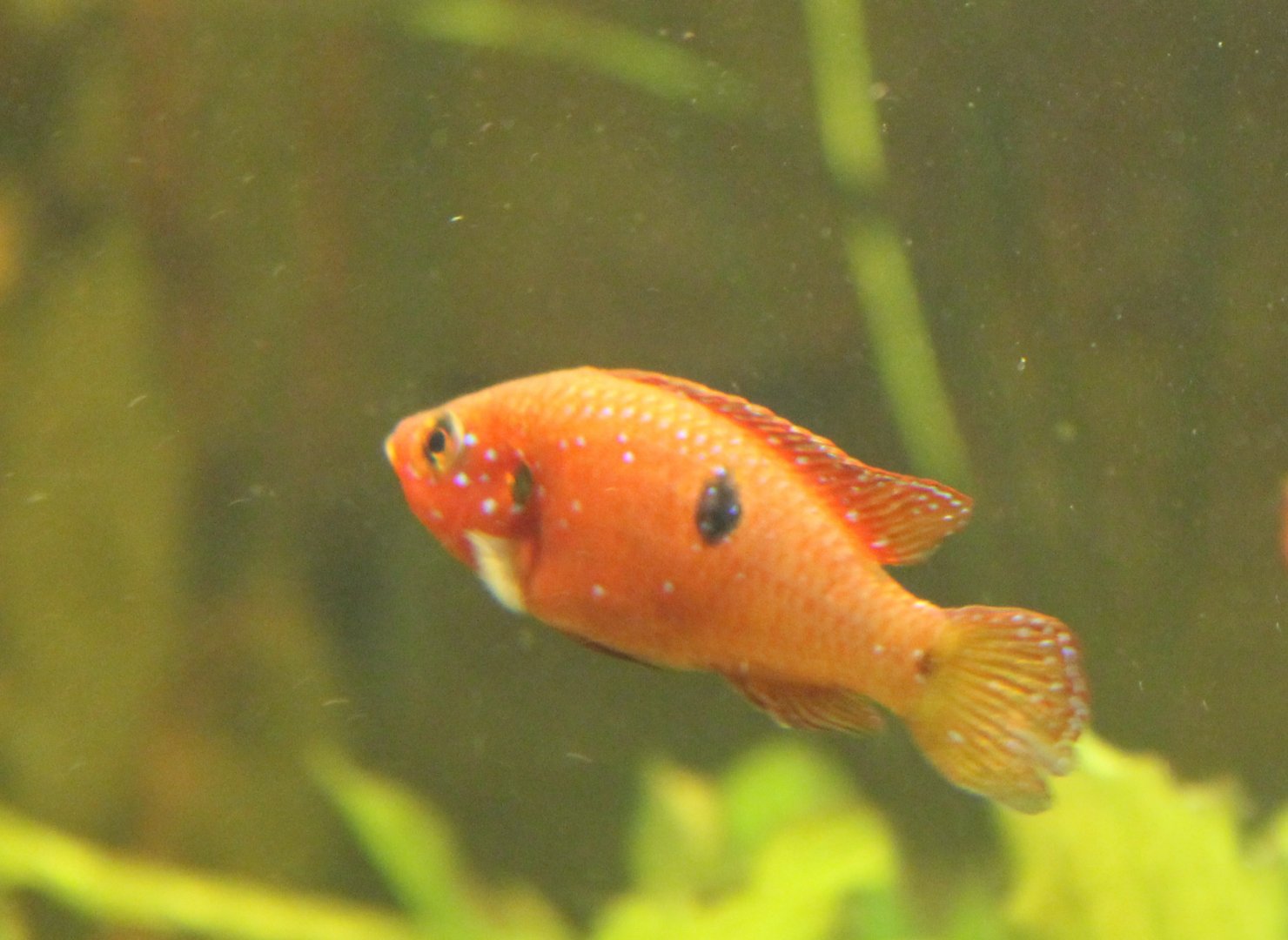 Hemichromis bimaculatus