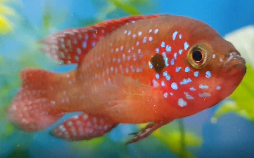 Hemichromis bimaculatus