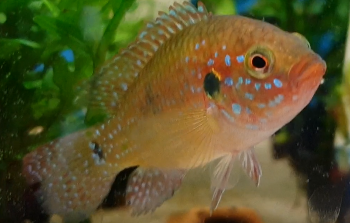 Hemichromis bimaculatus
