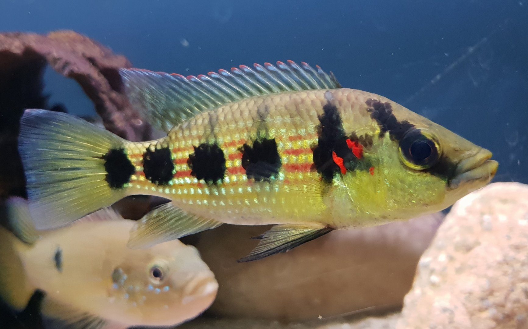 Hemichromis elongatus