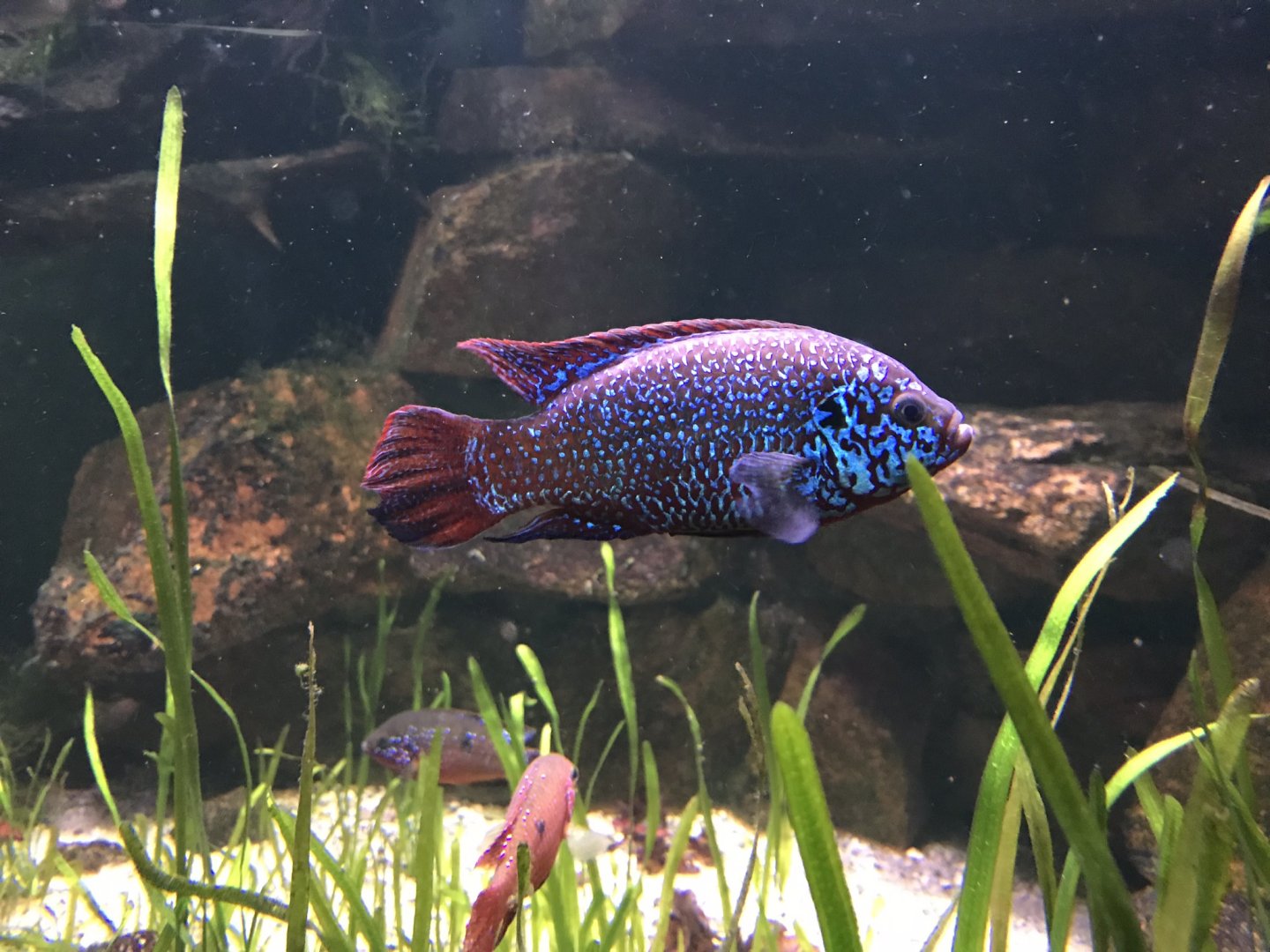 Hemichromis letourneuxi 280118