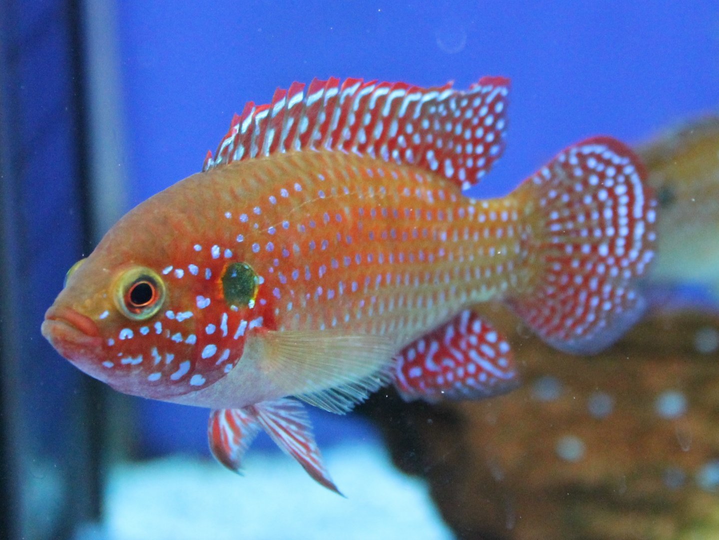 Hemichromis lifalili