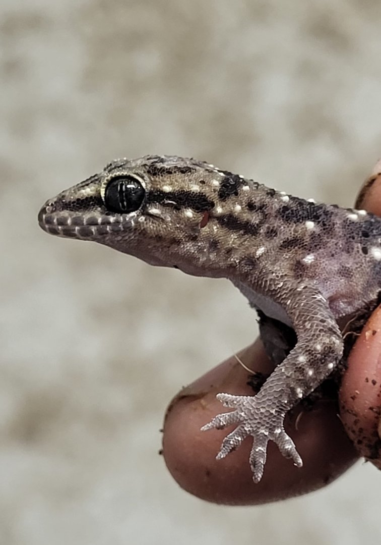 Hemidactylus albituberculatus