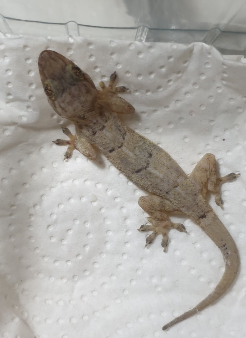 Hemidactylus brookii