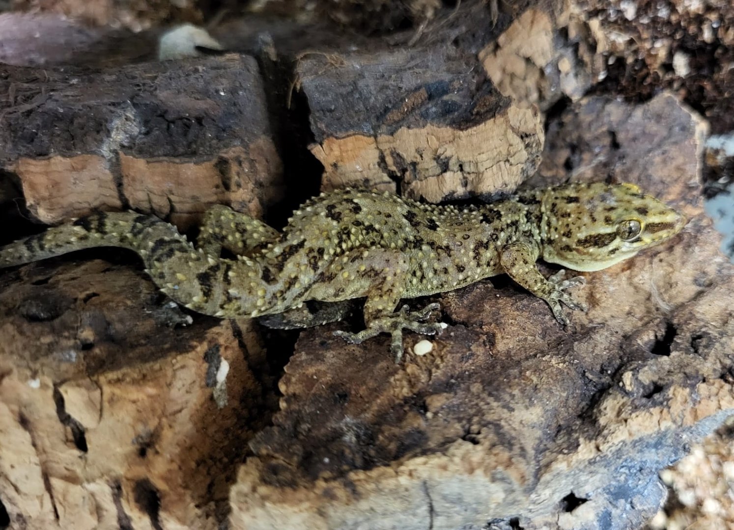 Hemidactylus brookii (?)