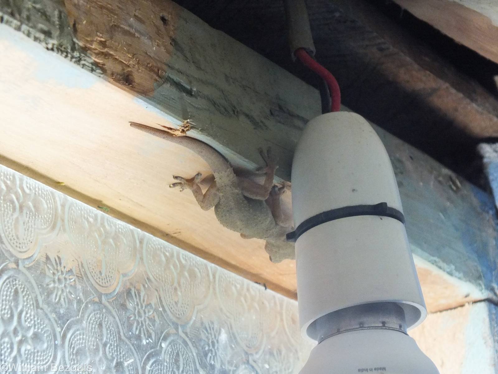 Hemidactylus mabouia