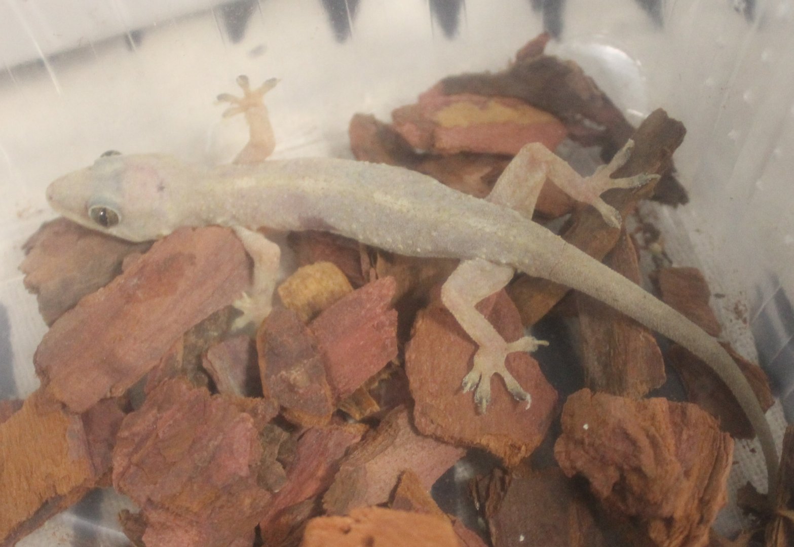 Hemidactylus mabouia