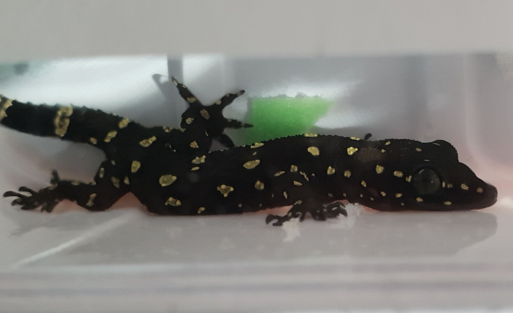 Hemidactylus prashadi