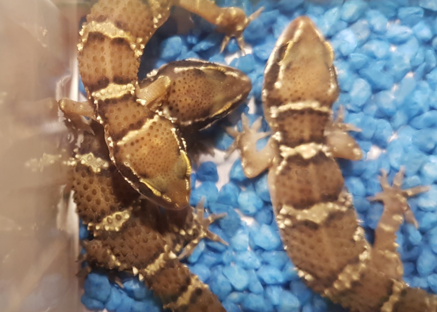 Hemidactylus triedrus