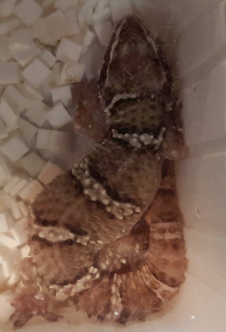 Hemidactylus triedrus